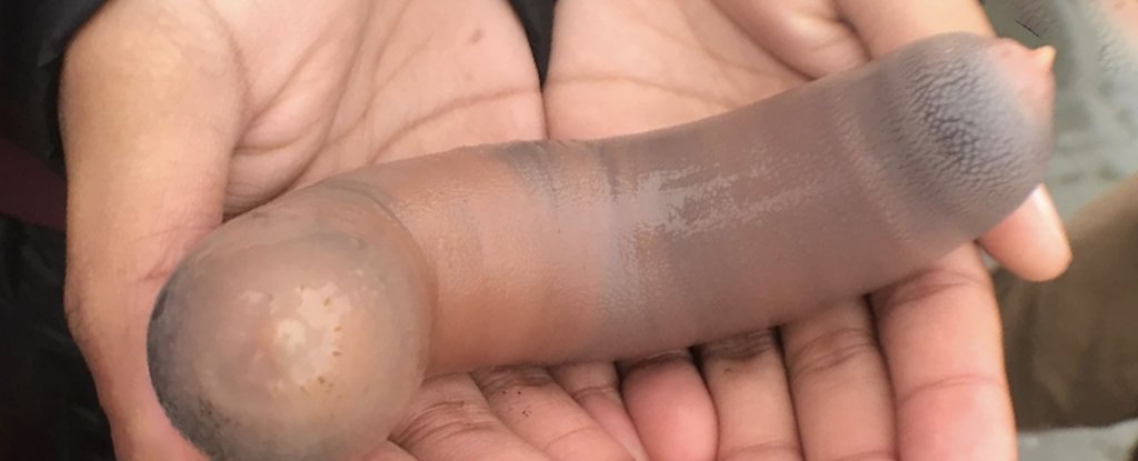 Sahilleri Penis Balığı Vurdu, Görenler Fotoğraf Çekmek İçin Birbirleriyle Yarıştı