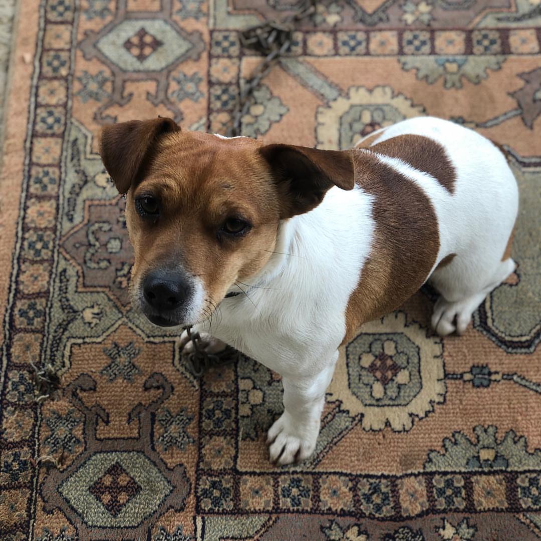 evde köpek ekşi up